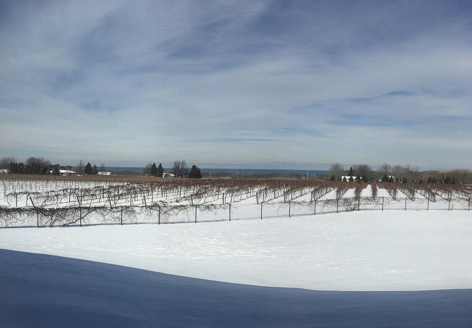 Vineyards near the lake in North East Township